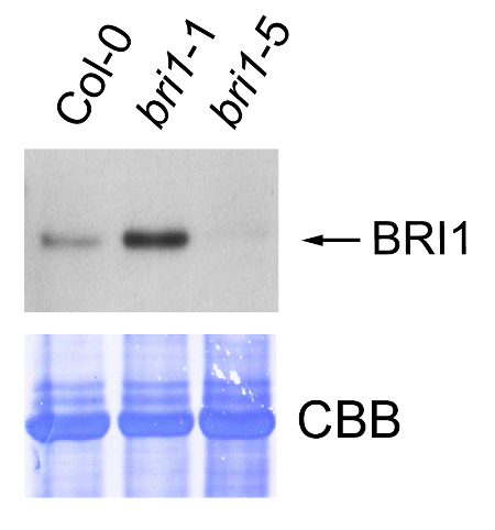 western blot detection using anti-BRI1 antibody